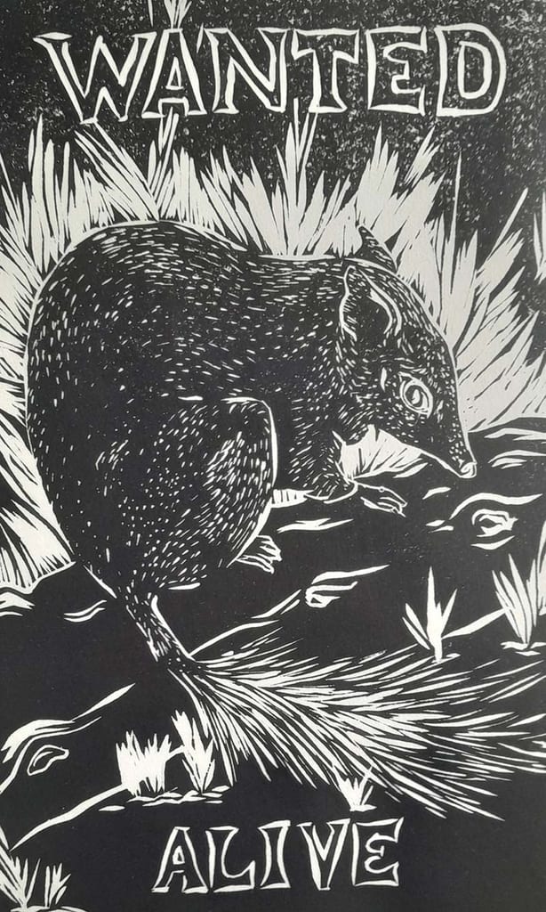 Linocut of a quokka, 'Wanted Alive' poster.